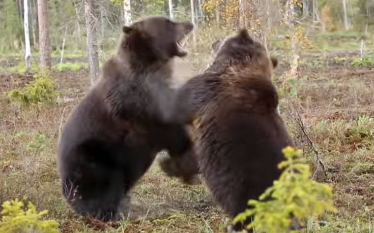 Δυο καφέ αρκούδες σε μετωπική σύγκρουση…