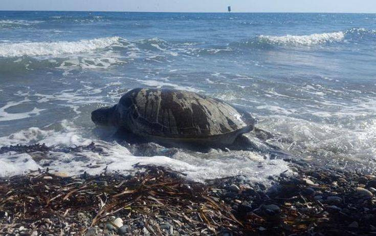Νεκρή εντοπίστηκε σε παραλία της Ξάνθης χελώνα καρέτα – καρέτα