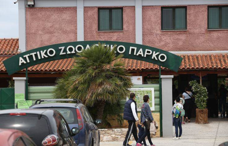 Τι λέει ο ιδρυτής του Αττικού Ζωολογικού Πάρκου για τη θανάτωση των τζάγκουαρ
