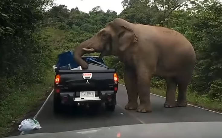 Μπλόκο έστησε ο ελέφαντας στα αυτοκίνητα αναζητώντας φαγητό