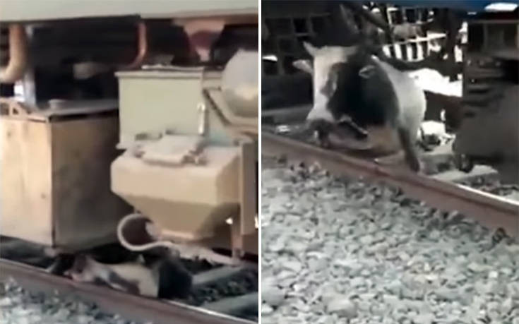 Ταύρος εγκλωβίζεται κάτω από κινούμενο τρένο και επιβιώνει
