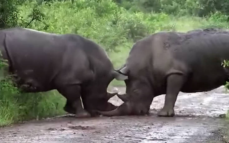 Ρινόκερος εναντίον ρινόκερου σε μια πραγματική… τιτανομαχία