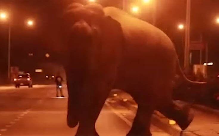 Ελέφαντας βγήκε στην πόλη προκαλώντας πανικό