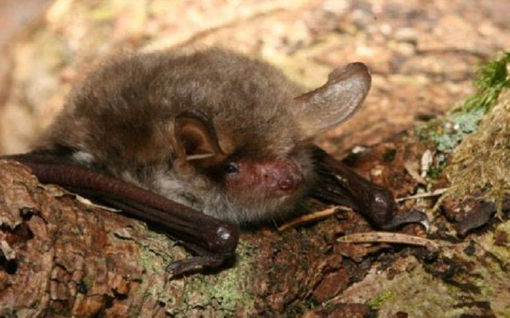 Δύο νέα είδη νυχτερίδων ανακαλύφθηκαν στην Ευρώπη και τη Βόρεια Αφρική