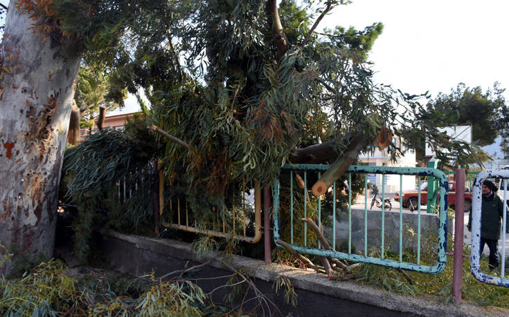 Πεσμένα δέντρα σε Αθήνα και Άργος από τους ισχυρούς ανέμους