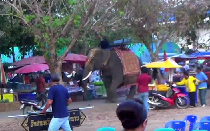 Αφηνιασμένος ελέφαντας γραπώνει κοπέλα πάνω στη μανία του
