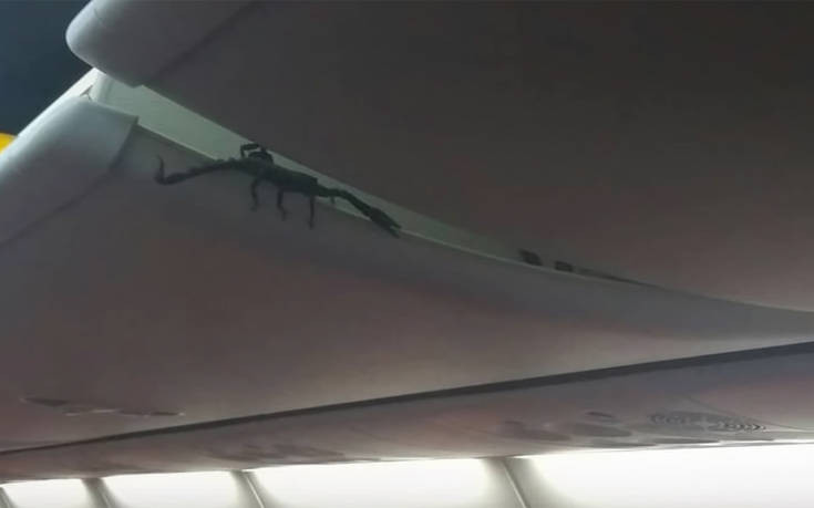 Ζωντανός σκορπιός έκανε βόλτες πάνω από τα κεφάλια των επιβατών σε αεροπλάνο