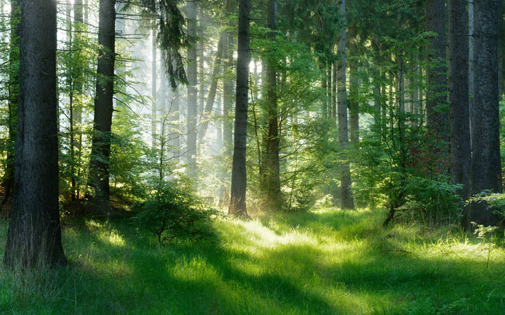 Να τι ήταν κάποτε ψηλότερο ακόμα και από τα δέντρα