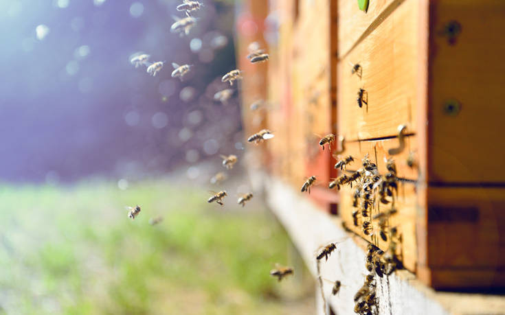 Πώς οι Ινδοί προστατεύουν τα τρένα τους με τον ήχο από μέλισσες