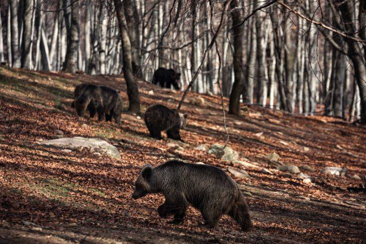 Οι αρκούδες στο καταφύγιο του «Αρκτούρου» ξύπνησαν με μια απουσία