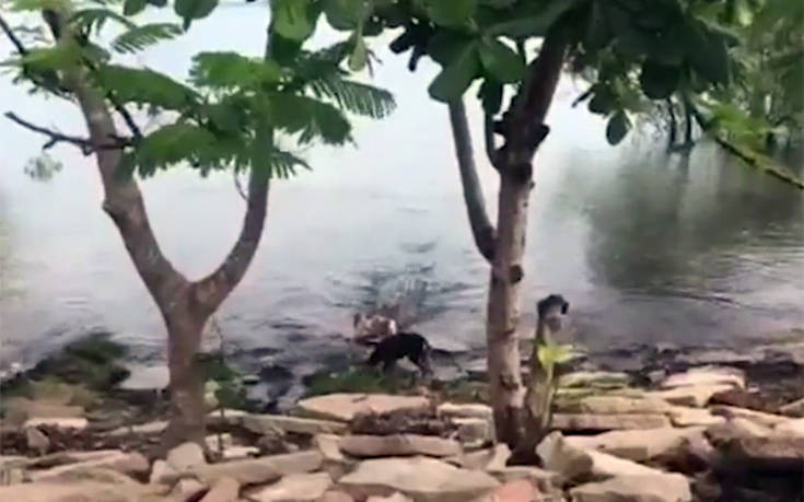 Κροκόδειλος αρπάζει σκύλο και τον σέρνει στα νερά ποταμού