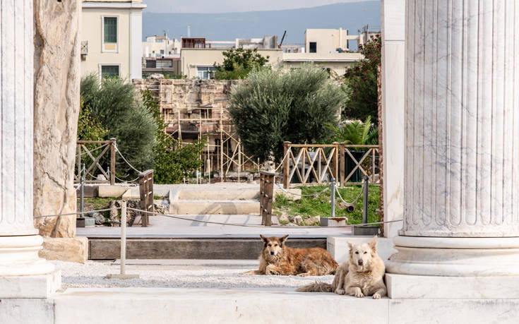 Παγκόσμια ημέρα αδέσποτων ζώων η 4η Απριλίου