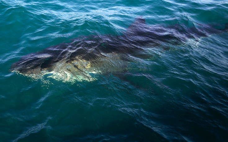 Η στιγμή που καρχαρίας αρπάζει το ψάρι από το ψαροντούφεκο νεαρού και τον σέρνει στη θάλασσα