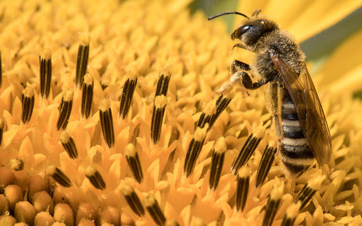 Τραγωδία στη Ζάκυνθο: 48χρονος έχασε τη ζωή του από τσιμπήματα μελισσών