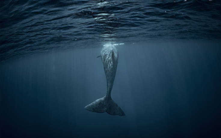 Φάλαινα βρέθηκε νεκρή με 22 κιλά πλαστικό στην κοιλιά της