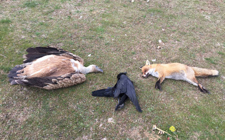 Δηλητηριασμένα δολώματα σκότωσαν σπάνια πουλιά στη Θράκη