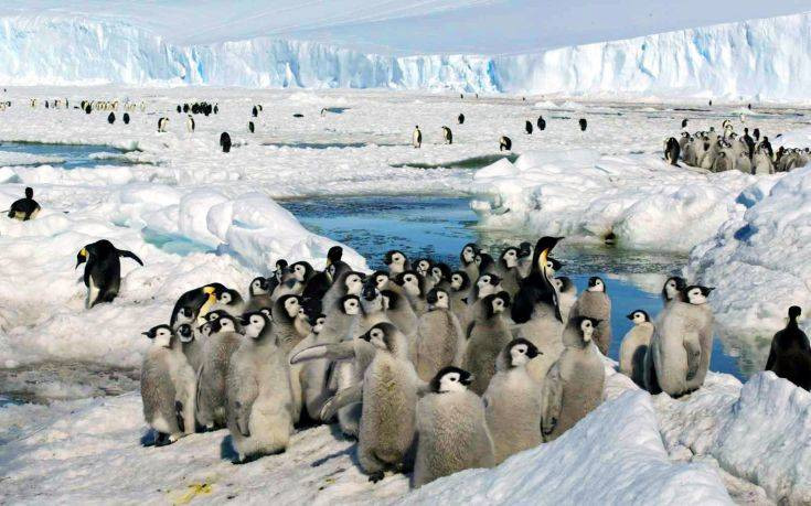 Η μαζική εξαφάνιση των πιγκουίνων σε αποικία της Ανταρκτικής