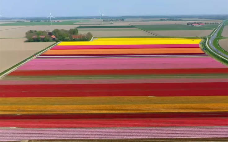 Θαυμάστε την πανδαισία των χρωμάτων στα χωράφια τουλίπας της Ολλανδίας