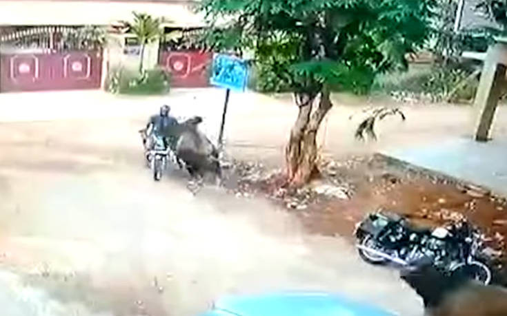 Μαινόμενος ταύρος πέφτει πάνω σε μοτοσικλετιστή και εκείνος την γλιτώνει