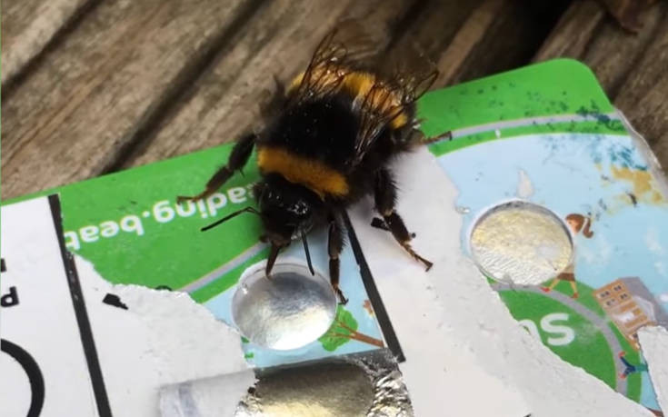 Τι σχέση μπορεί να έχουν οι πιστωτικές κάρτες με τις… μέλισσες
