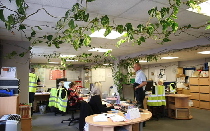 Το φυτό του γραφείου μεγάλωσε και έγινε… έτσι!