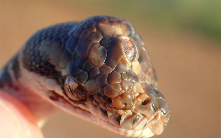 Το σπάνιο φίδι με τα τρία μάτια που βρέθηκε σε αυτοκινητόδρομο