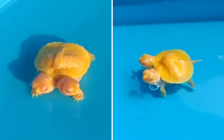 Δείτε ένα σπάνιο και πανάκριβο χελωνάκι με δυο κεφάλια