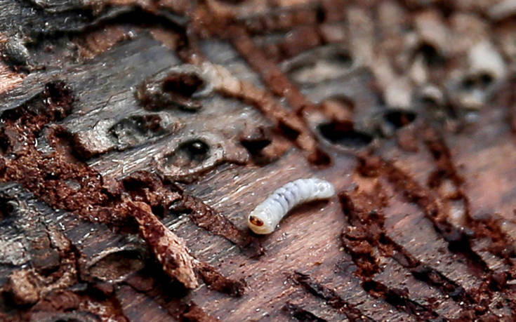 Παρέμβαση της δικαιοσύνης για το έντομο που «σκοτώνει» τα δέντρα στο Σέιχ Σου