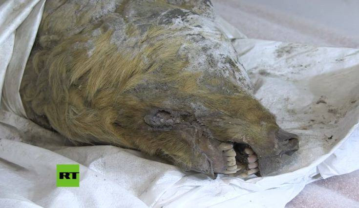 Βρέθηκε κεφάλι προϊστορικού λύκου στη Σιβηρία μετά από 40.000 χρόνια