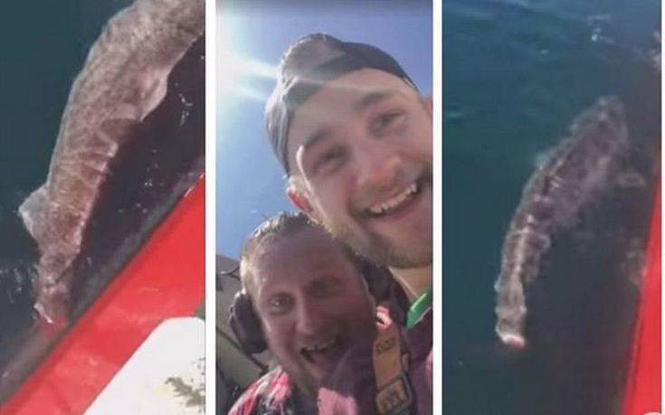 Ισλανδοί ψαράδες έκοψαν την ουρά καρχαρία για την πλάκα τους