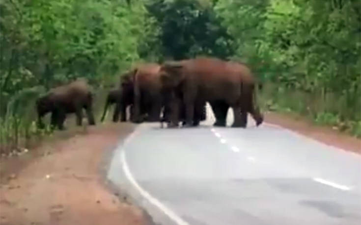 Η συγκινητική στιγμή που ένα κοπάδι ελέφαντες κηδεύει ένα ελεφαντάκι