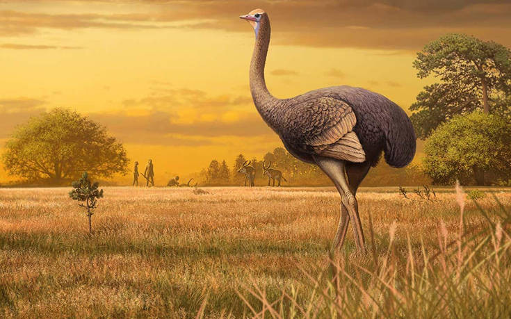 Ανακαλύφθηκαν γιγάντια πουλιά που ζούσαν πριν ενάμισι εκατομμύριο χρόνια