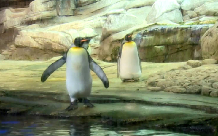 Ομοφυλόφιλοι πιγκουίνοι κλωσούν αυγό