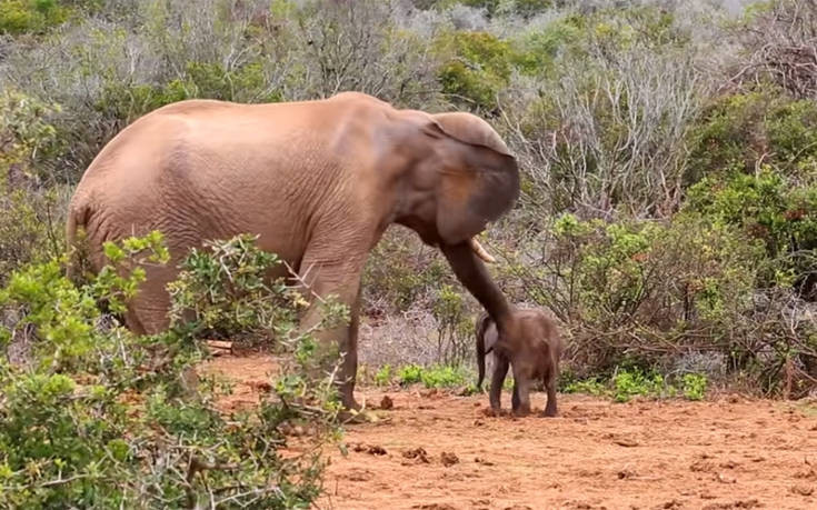 Ελέφαντας χτυπά μικρό με την προβοσκίδα και αναγκάζει τη μητέρα του να επέμβει