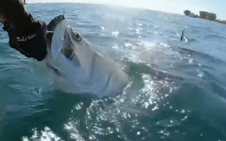 Καρχαρίας του άρπαξε το ψάρι από το χέρι!