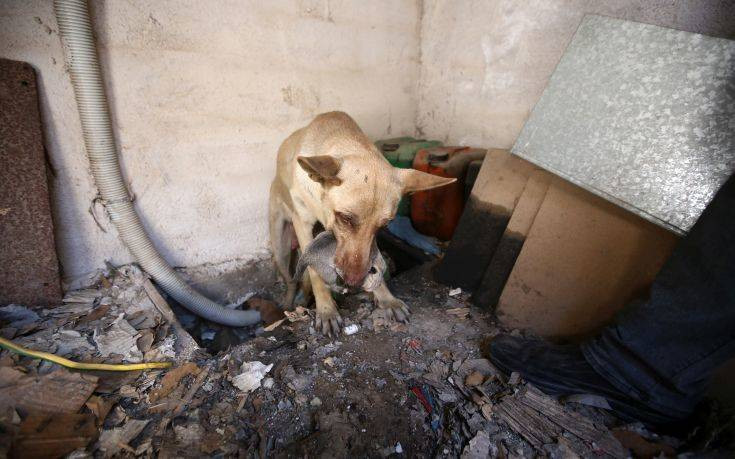 Η σκυλίτσα που έσωσε τα κουτάβια της από την φωτιά στον Υμηττό