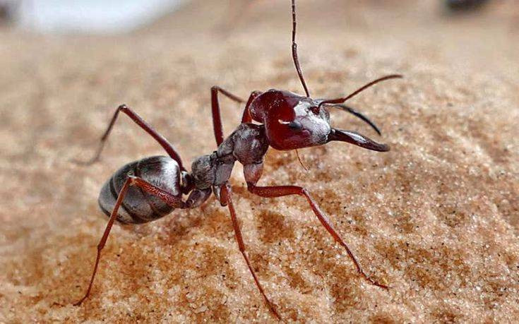 Ο Γιουσέιν Μπολτ των μυρμηγκιών ζει στη Σαχάρα