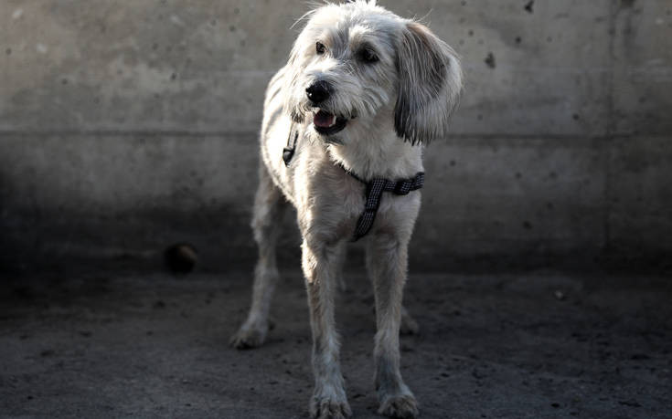 Δραπετσώνα: Ο σκύλος της οικογένειας Μαυρίκου που κατάφερε να σωθεί από τη «μοιραία βουτιά»