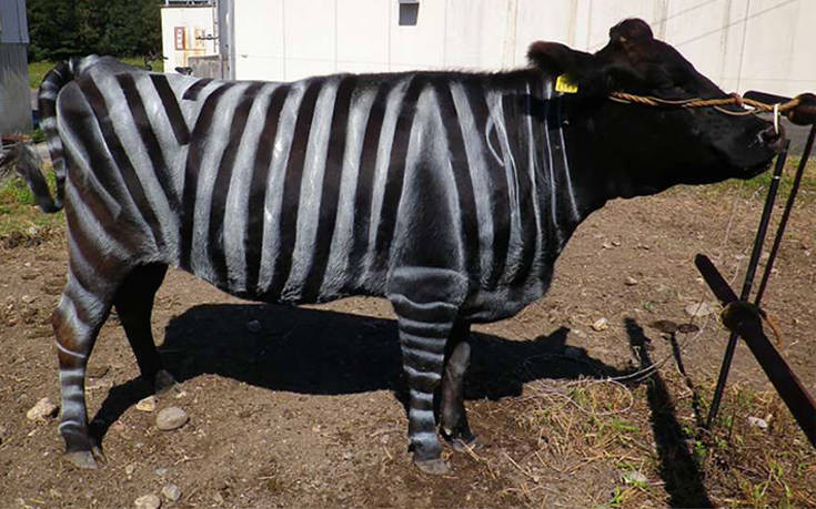 Γιατί βάφουν οι επιστήμονες τις αγελάδες σαν… ζέβρες;
