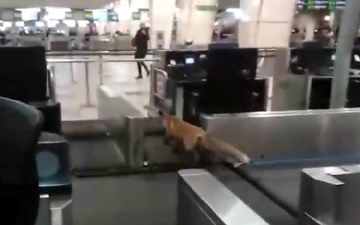 Μια αλεπού τρύπωσε και έκανε βόλτες σε αεροδρόμιο της Μόσχας