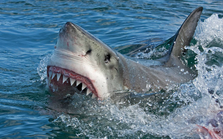 17χρονος σέρφερ σκοτώθηκε σε επίθεση καρχαρία στην Αυστραλία