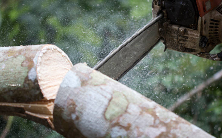 Κόπηκαν 4.000 δέντρα στη Χαλκιδική που έπεσαν ή ήταν επικίνδυνα μετά την κακοκαιρία
