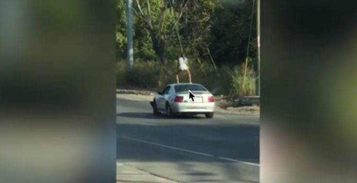 Τενεσί: Χειροπέδες σε 23χρονη που έκανε twerking σε οροφή αυτοκινήτου... εν κινήσει!