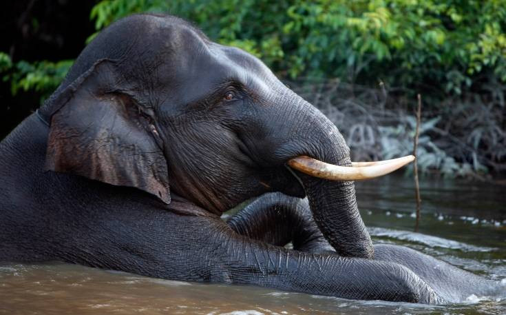 Φρίκη στην Ινδονησία: Βρέθηκε αποκεφαλισμένος ελέφαντας με ξεριζωμένους χαυλιόδοντες