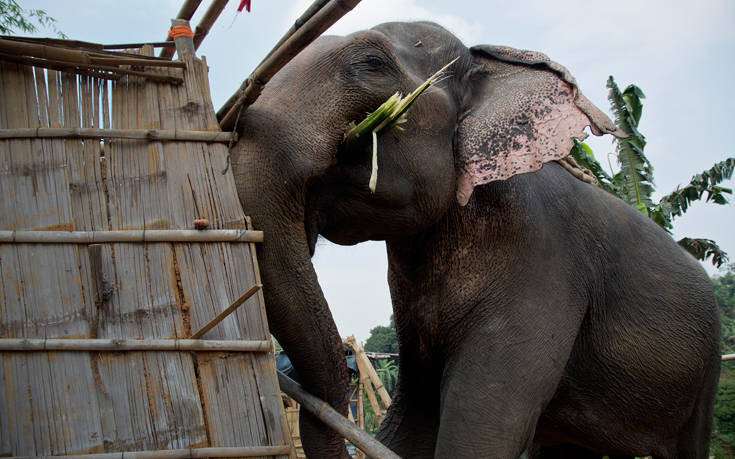 Ελέφαντας με το όνομα Μπιν Λάντεν σκόρπισε τον θάνατο