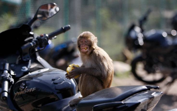 Τραγικός θάνατος για 4 μηνών βρέφος: Μαϊμού έριξε πέτρα στο κεφάλι του
