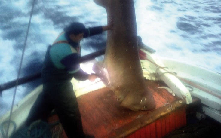 Καρχαριοειδές 400 κιλών πιάστηκε στα δίχτυα μηχανότρατας ανοιχτά της Σκιάθου