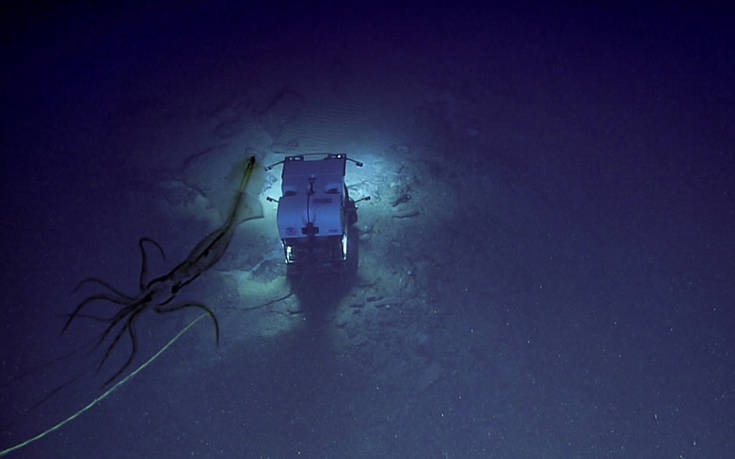 Περίεργο καλαμάρι παρακολουθεί υποβρύχιο σκάφος ενώ αυτό εξερευνά τον βυθό