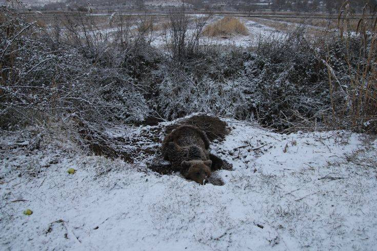 Πρέσπες: Αρκούδα επέζησε τέσσερις μέρες εγκλωβισμένη σε θηλιά και βαριά τραυματισμένη