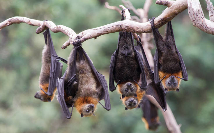 Φωτιές στην Αυστραλία: Λιμοκτονούν χιλιάδες μικρές νυχτερίδες, εγκαταλείφθηκαν από τις μητέρες τους